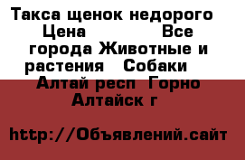 Такса щенок недорого › Цена ­ 15 000 - Все города Животные и растения » Собаки   . Алтай респ.,Горно-Алтайск г.